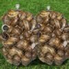 Melci vii (Helix Aspersa Maxima) 1kg