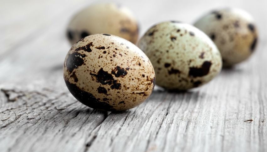 Quail meat mix - Image 6